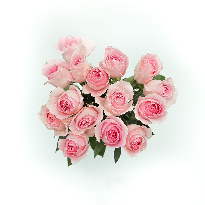 Роза Лучиано Э фото