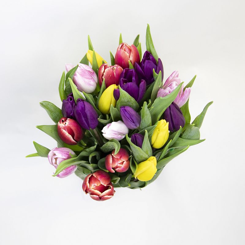 19 разноцветных тюльпанов фото