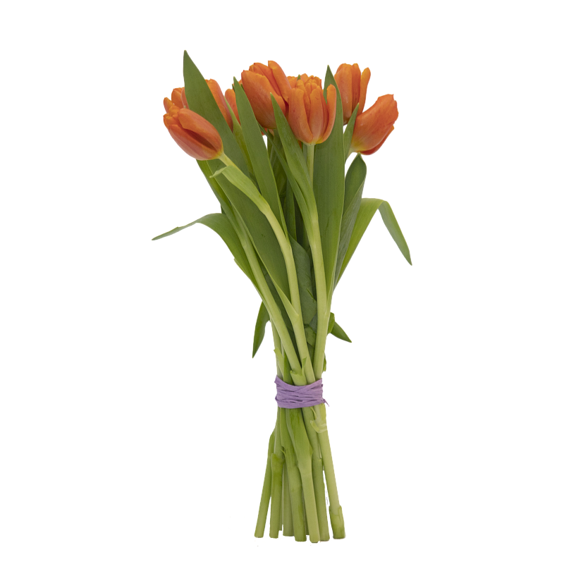 11 оранжевых тюльпанов фото