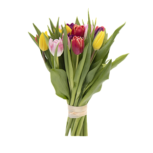 15 разноцветных тюльпанов