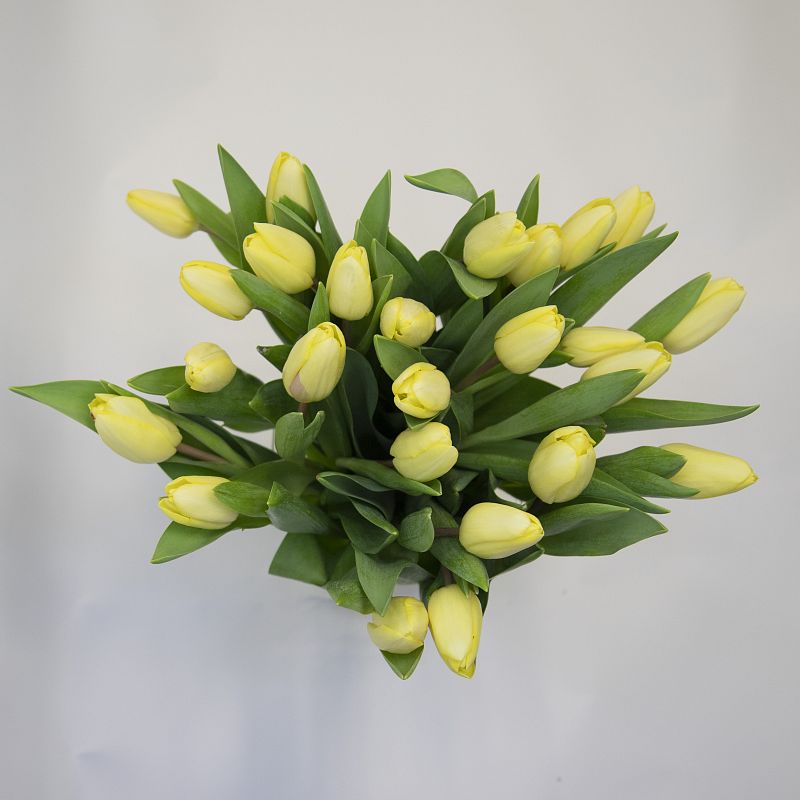 25 желтых тюльпанов фото