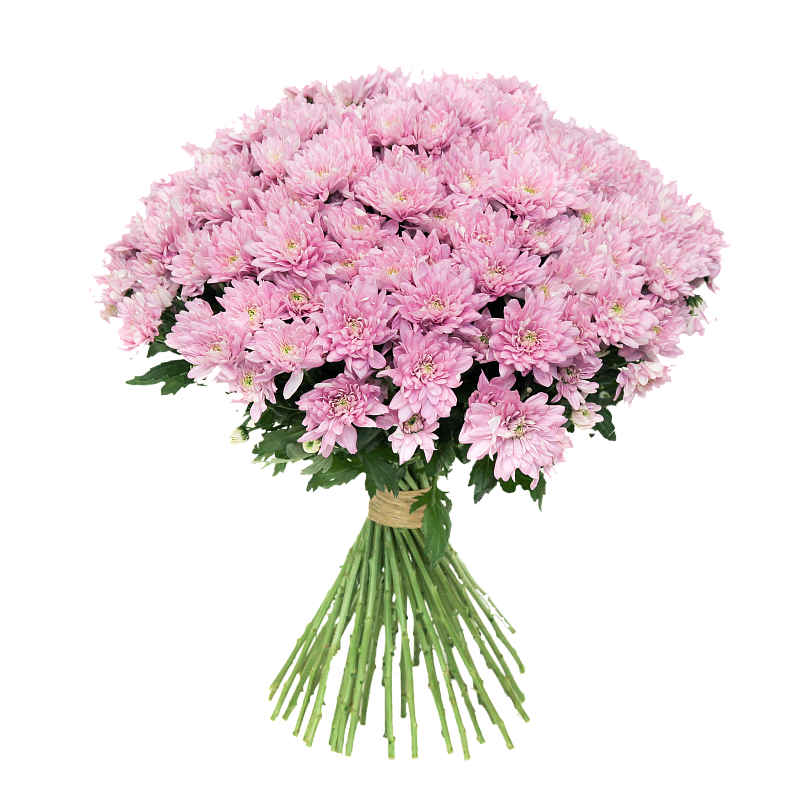 Розовая хризантема фото