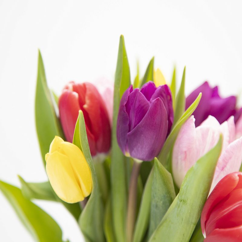 11 разноцветных тюльпанов фото