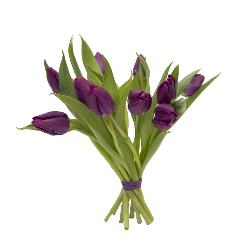 11 фиолетовых тюльпанов фото
