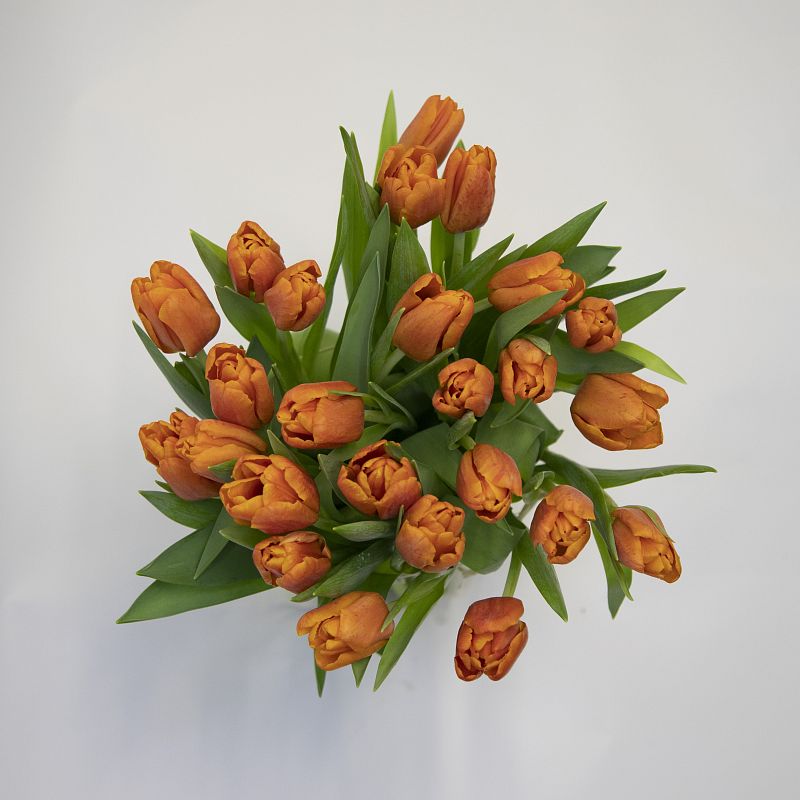 25 оранжевых тюльпанов фото