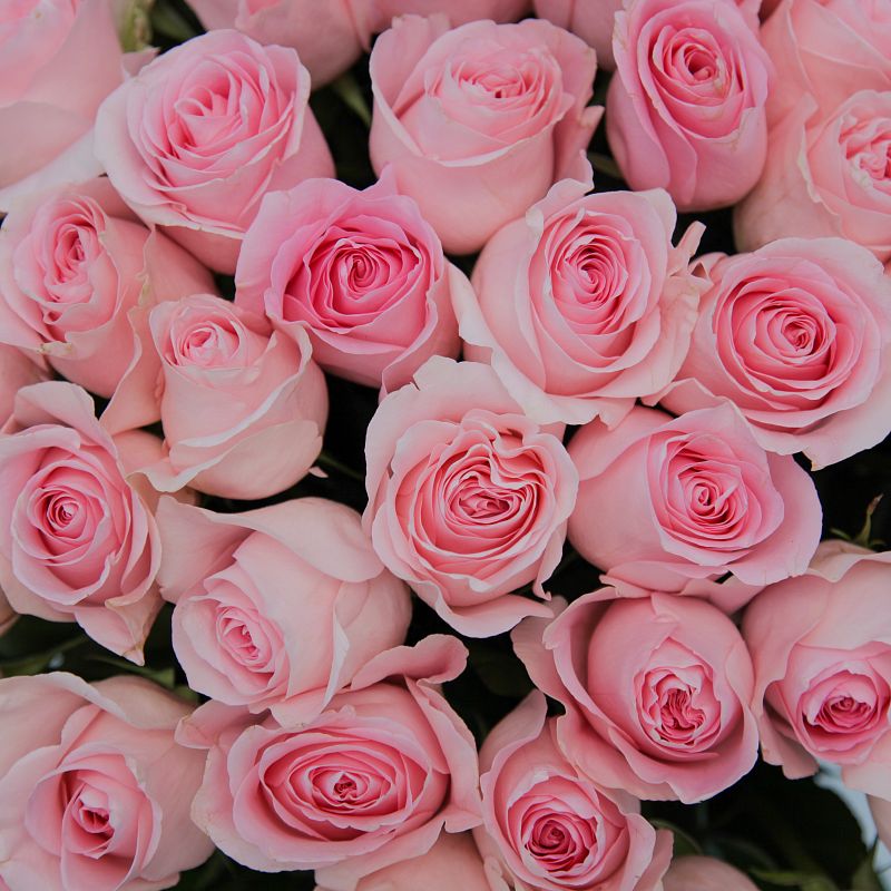 Роза Лучиано Э фото