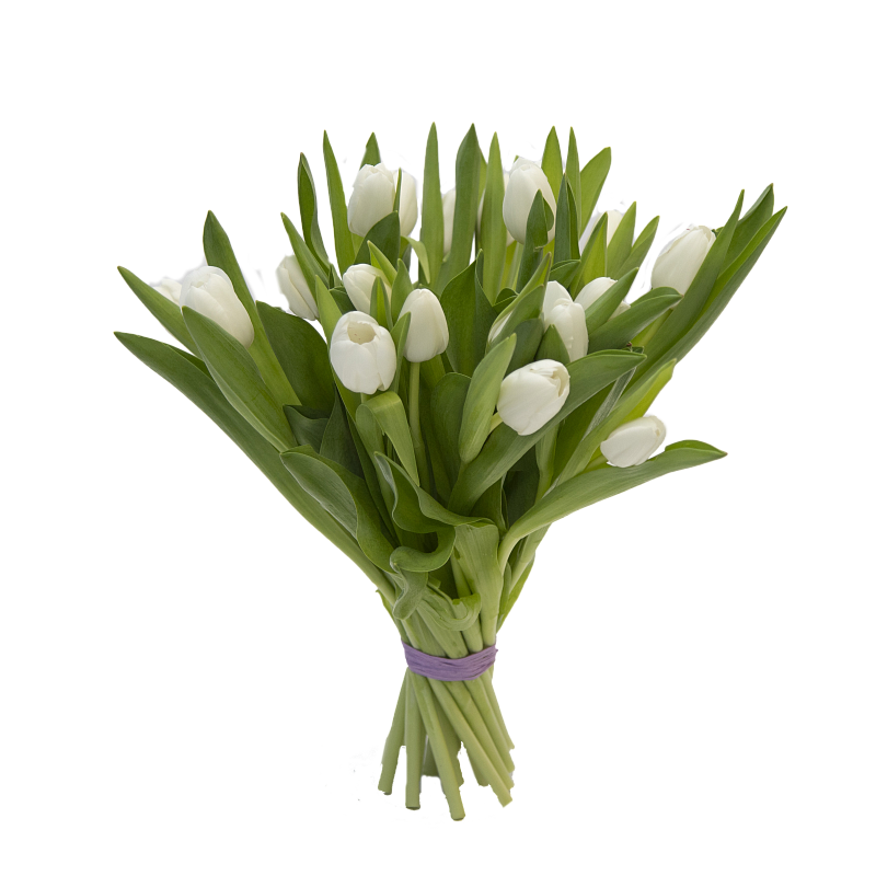 19 белых тюльпанов фото