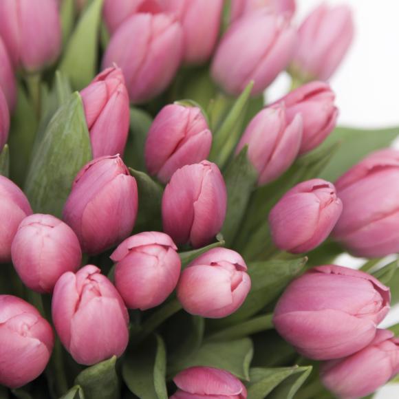 Букет розовых тюльпанов фото