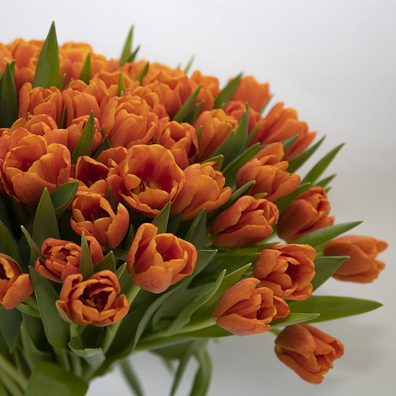 101 оранжевый тюльпан фото