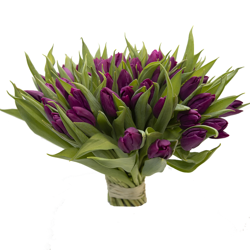 51 фиолетовый тюльпан фото