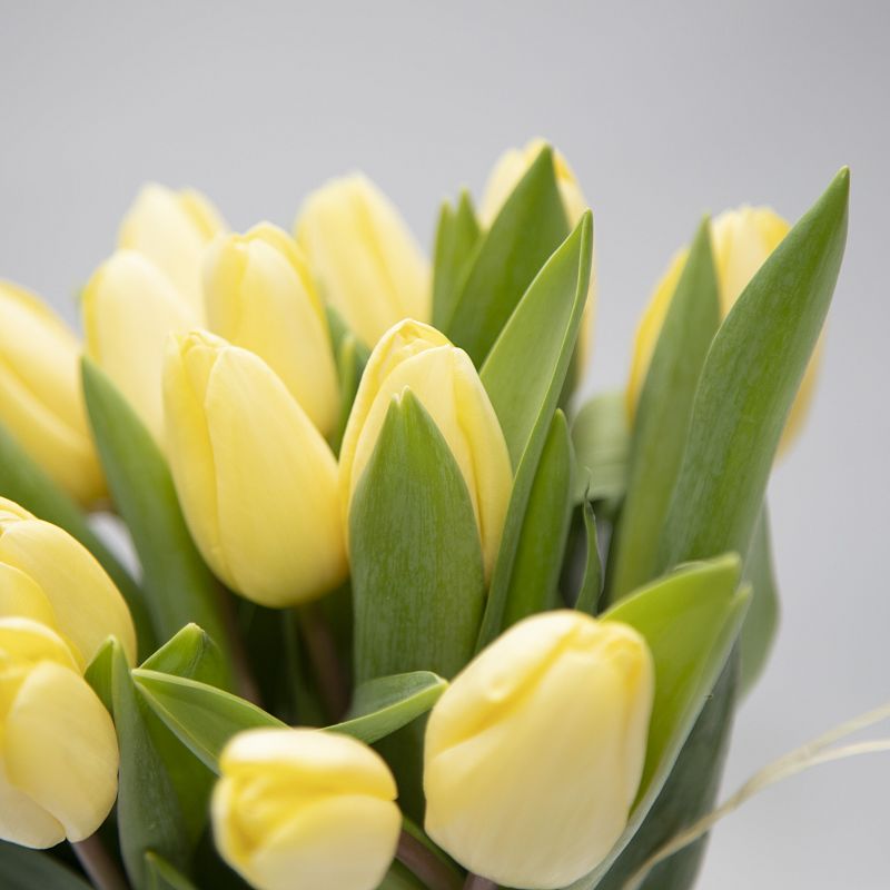 15 желтых тюльпанов фото
