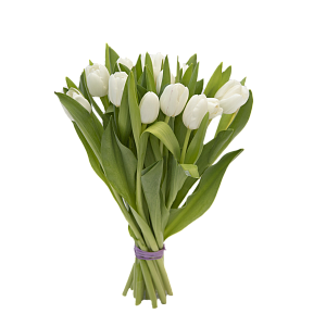 15 белых тюльпанов
