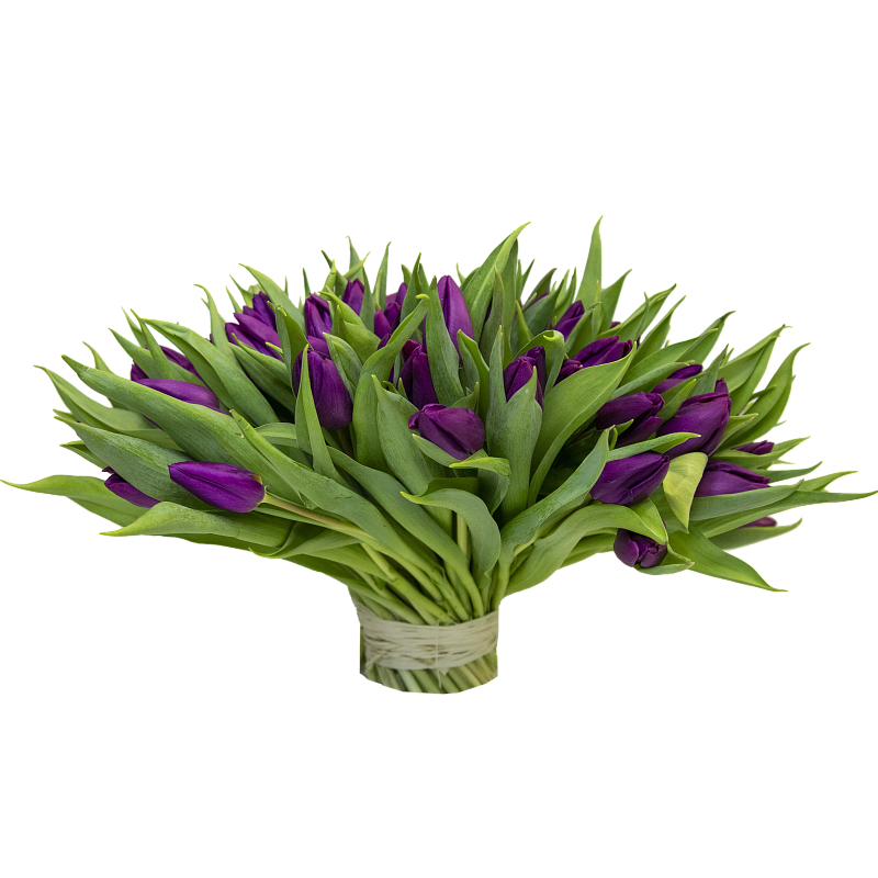 101 фиолетовый тюльпан фото