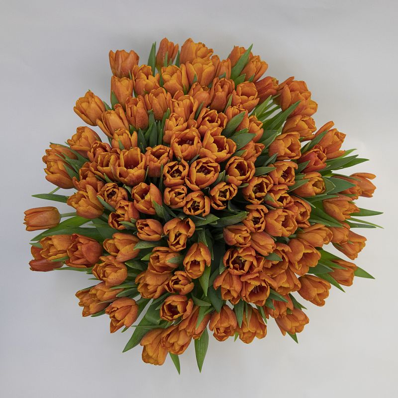 101 оранжевый тюльпан фото