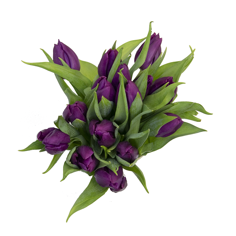 Букет фиолетовых тюльпанов фото