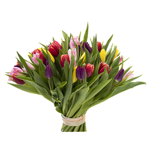 51 разноцветный тюльпан