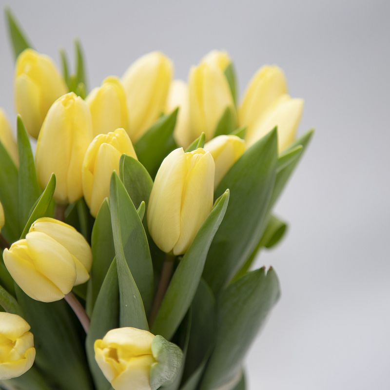 19 желтых тюльпанов фото