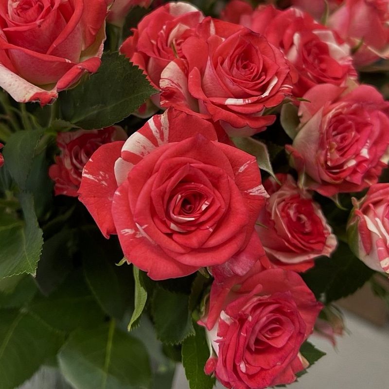 Кустовая роза Фаер Воркс 40 см фото