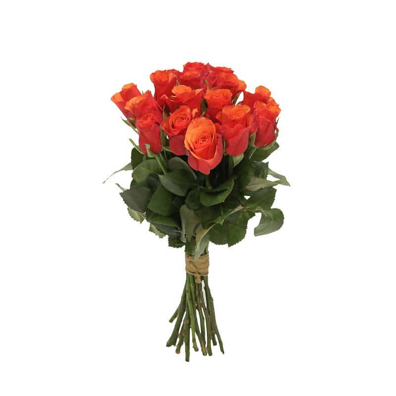 Роза Испания фото