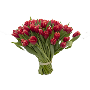 51 красный тюльпан