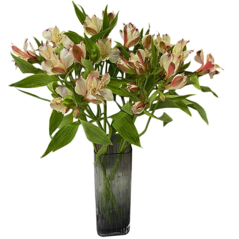 Альстромерия фото