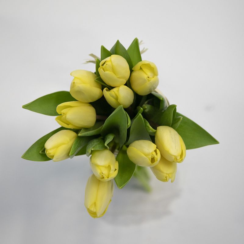 11 желтых тюльпанов фото