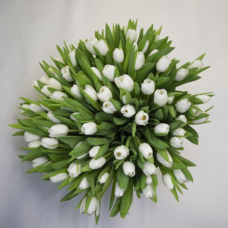 101 белый тюльпан фото