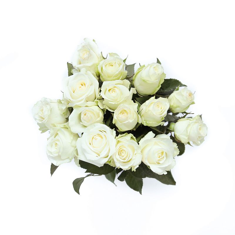 Роза Каундаун фото