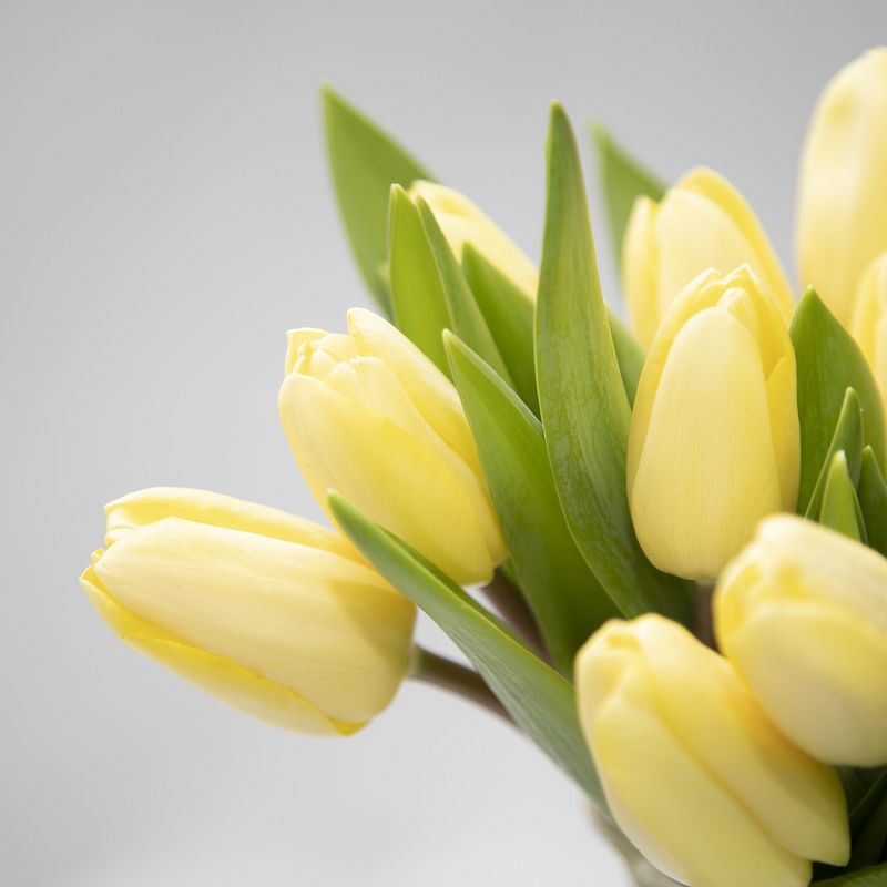 11 желтых тюльпанов фото