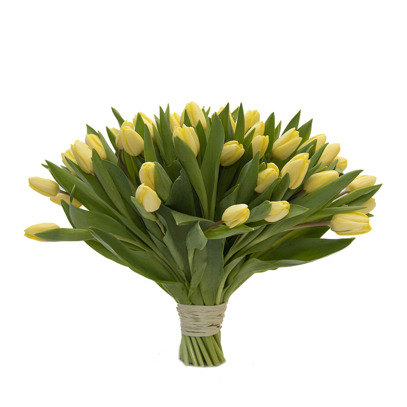 51 желтый тюльпан фото