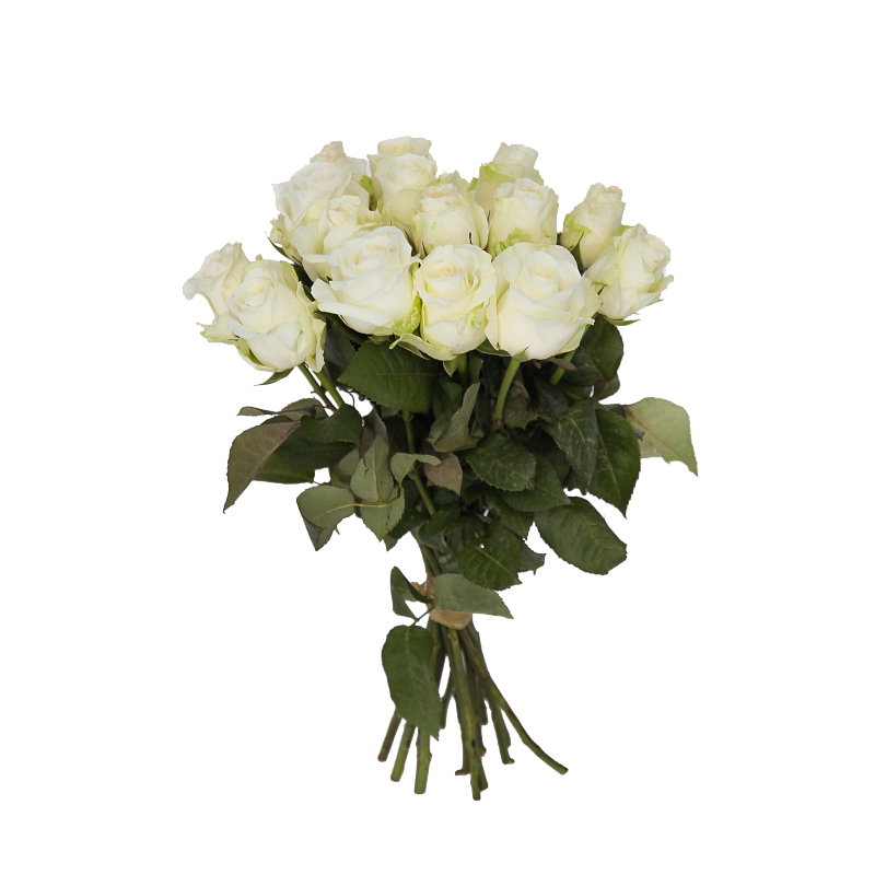 Роза Каундаун фото