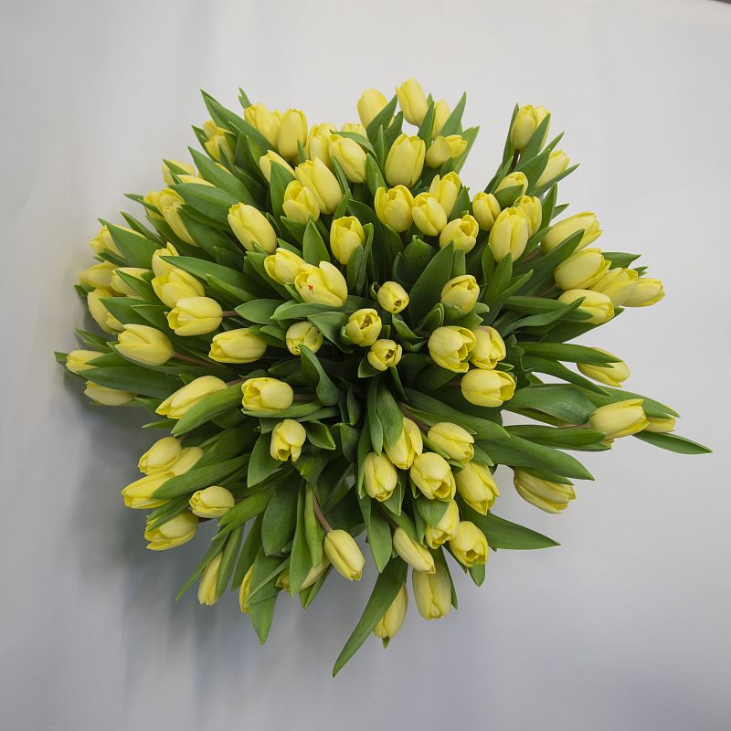 101 желтый тюльпан фото