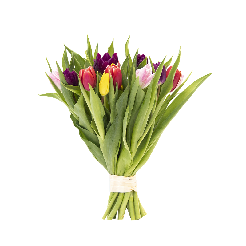 19 разноцветных тюльпанов фото