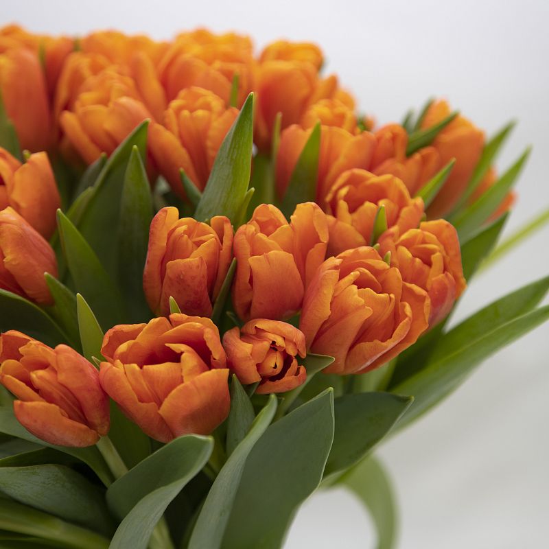 Букет оранжевых тюльпанов фото