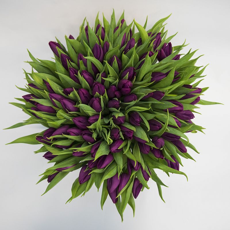 101 фиолетовый тюльпан фото