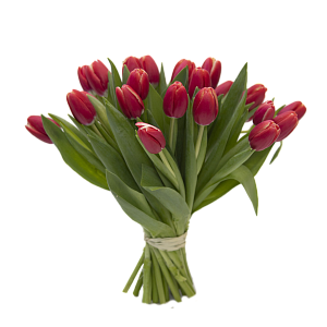 25 красных тюльпанов