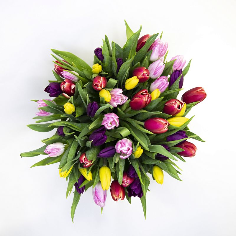 51 разноцветный тюльпан фото