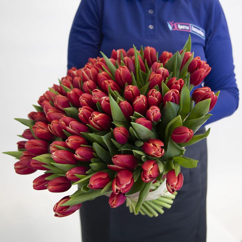 101 красный тюльпан фото