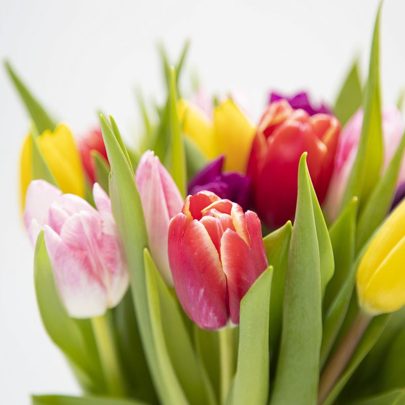 15 разноцветных тюльпанов фото