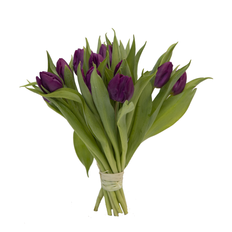 Букет фиолетовых тюльпанов фото