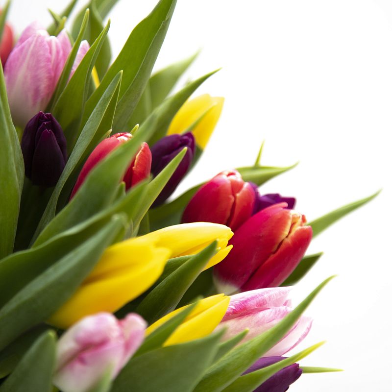 51 разноцветный тюльпан фото