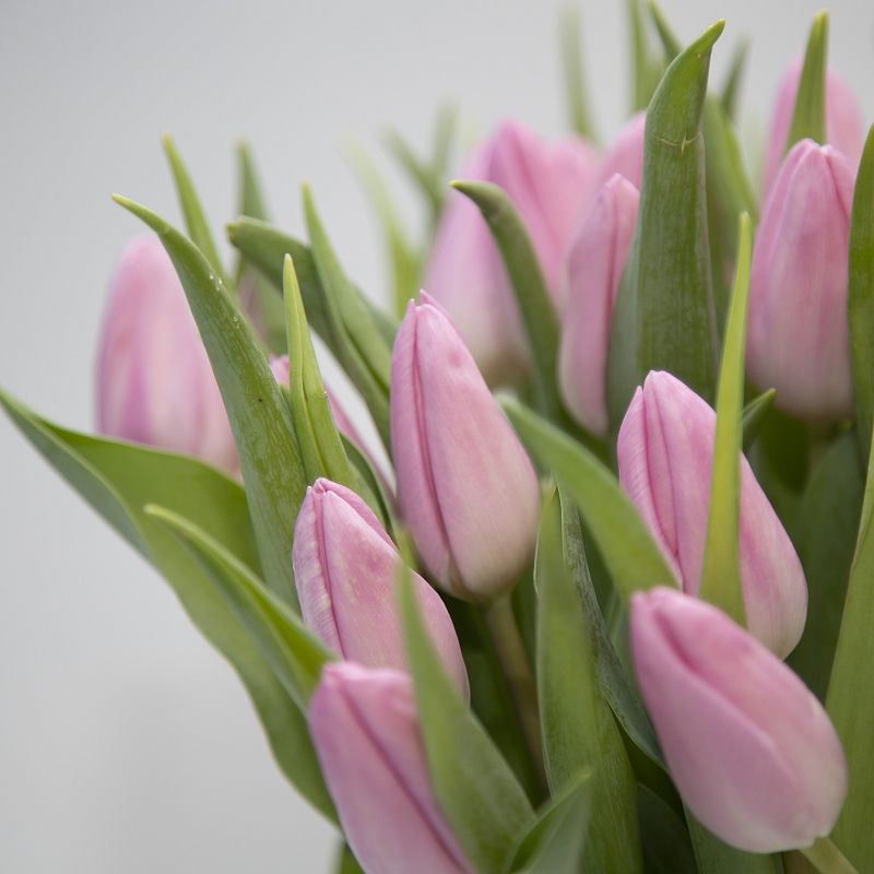 25 розовых тюльпанов фото