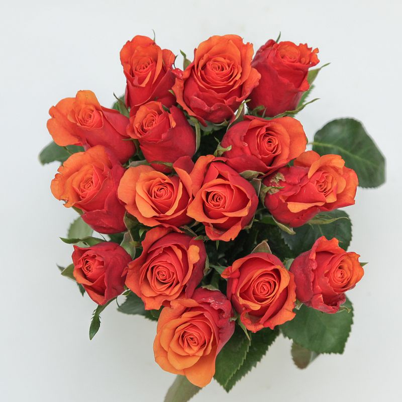 Роза Испания фото