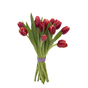 15 красных тюльпанов