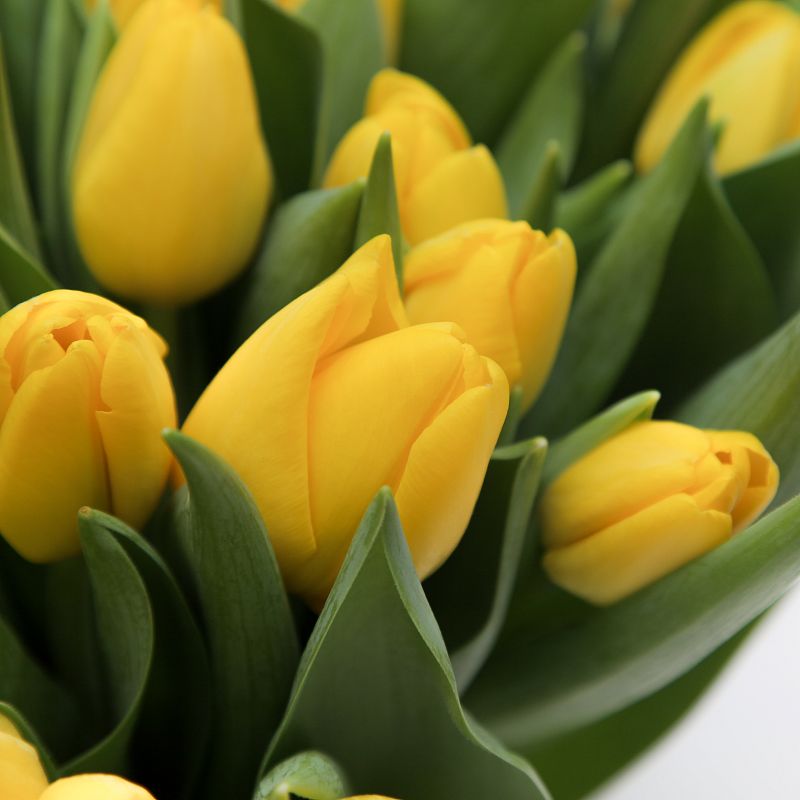 Букет желтых тюльпанов фото