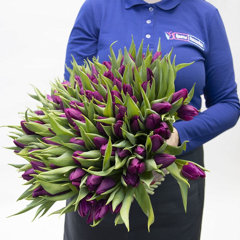 101 фиолетовый тюльпан фото