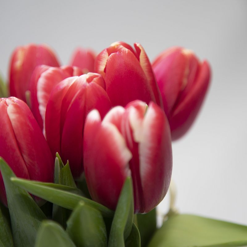 11 красных тюльпанов фото