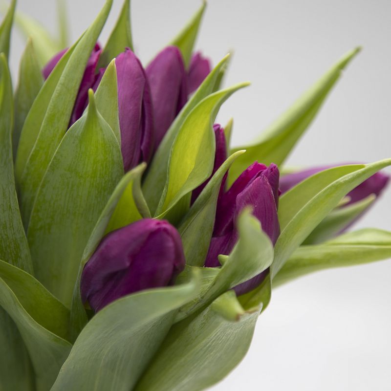 Букет фиолетовых тюльпанов фото