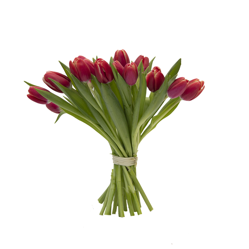 19 красных тюльпанов фото