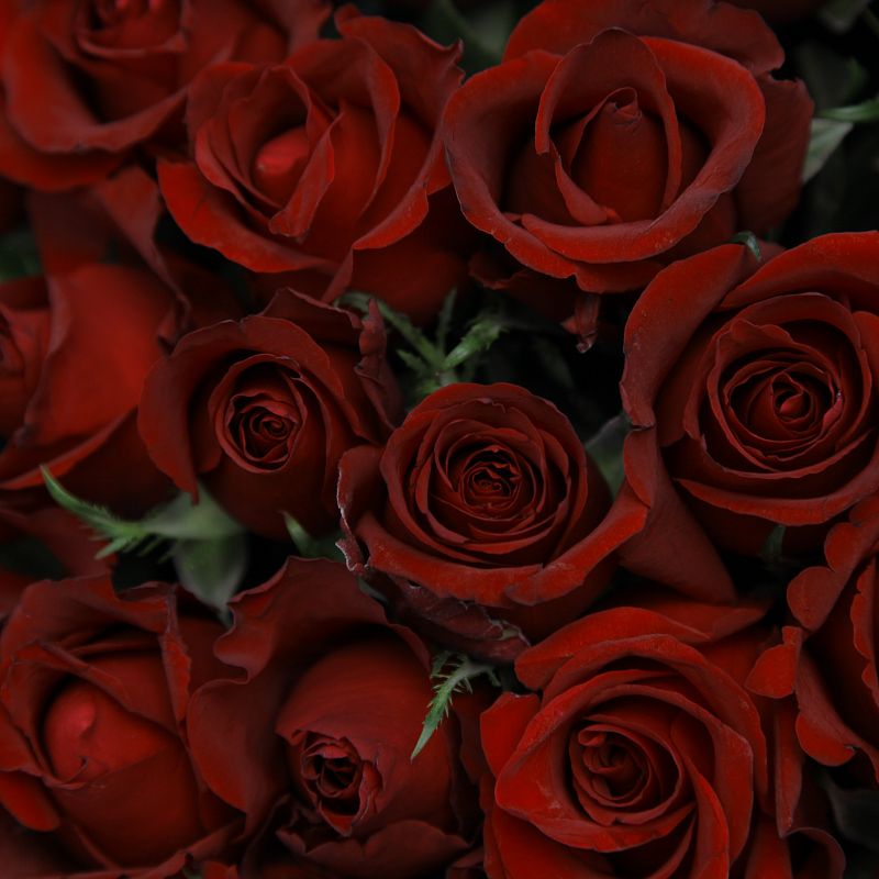 Роза Евер Ред фото